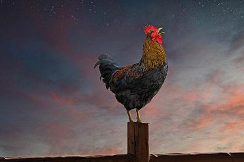 三七分账会出啥生肖