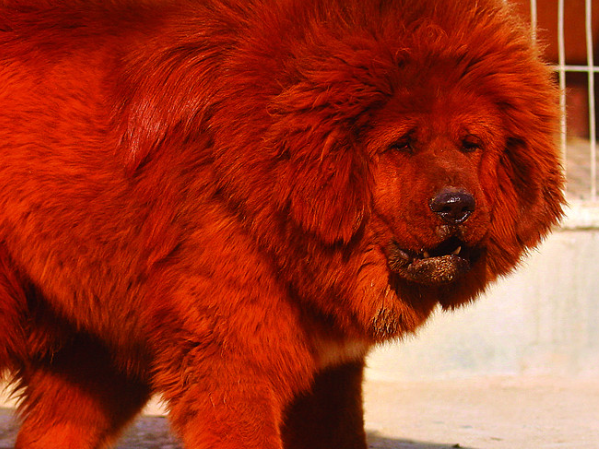 夺爱电影藏獒大结局