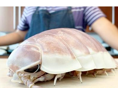 深海100000米以下生物?