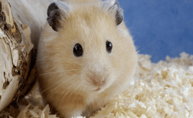 2022年任重道远,匍匐前行的生肖,都是哪些生肖呢?