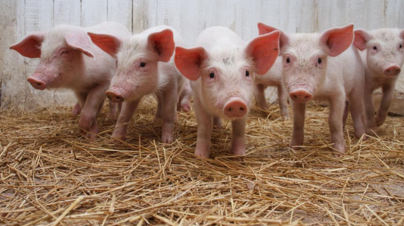 2022年任重道远,匍匐前行的生肖,都是哪些生肖呢?