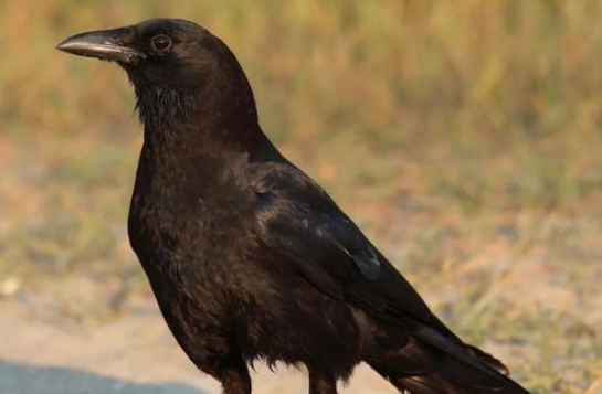 乌鸦为什么灭绝了？