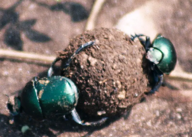 圣甲虫与负葬甲的区别