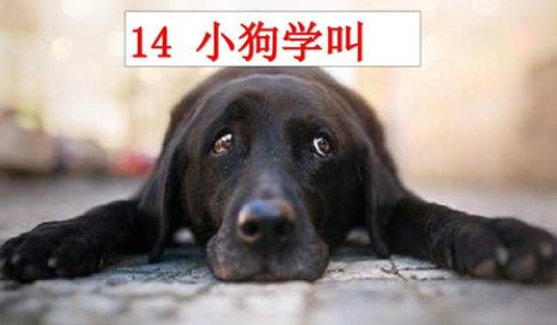 小狗学叫的三种结局是什么?