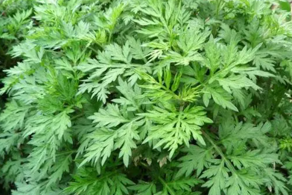 艾封梅什么意思?