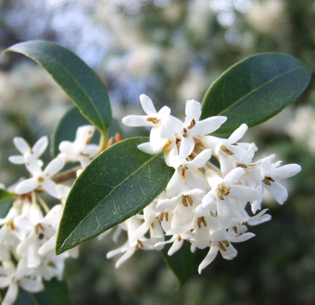 十里飘香打一正确生肖