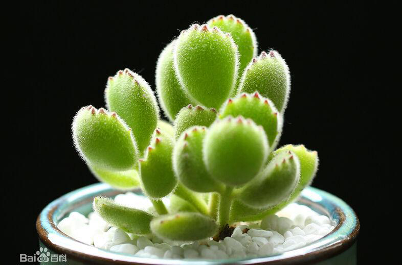 我还没有结婚，父母就催我结婚怎么办？