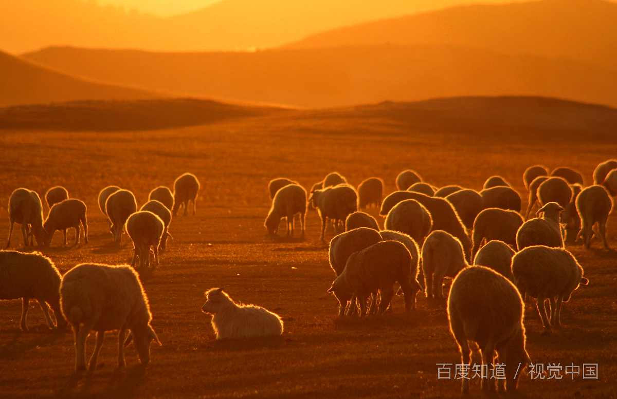 一只羊三只虎打一成语？