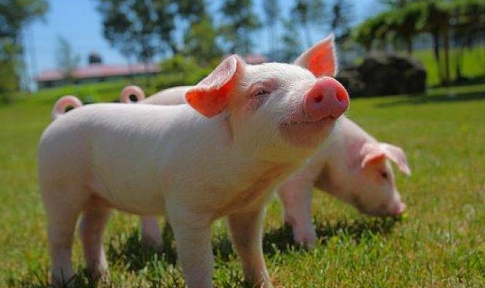 妄自遵大的生肖