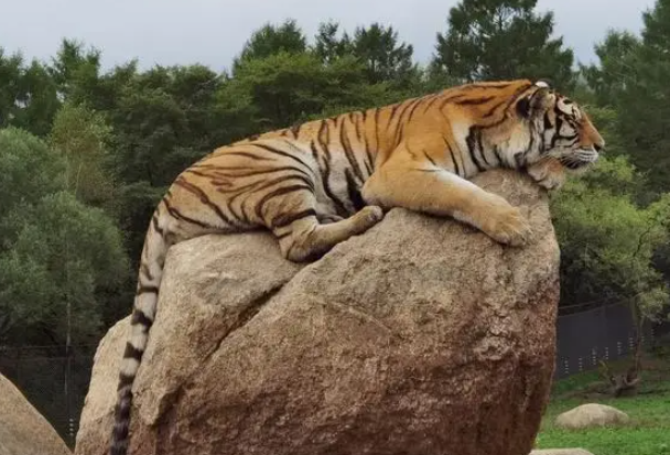 块儿八毛打一正确生肖