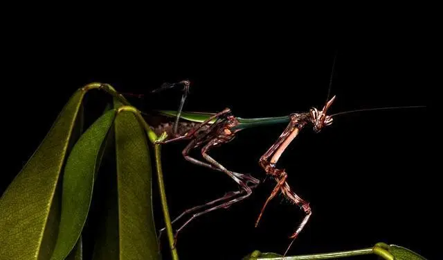 黑色螳螂有毒的吗?