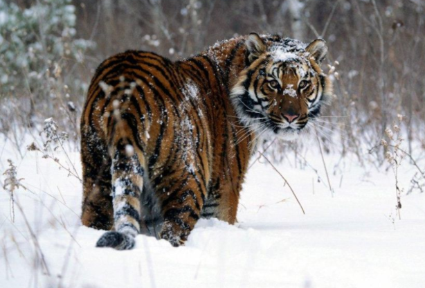 块儿八毛打一正确生肖