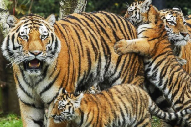 站不住脚指一正确生肖