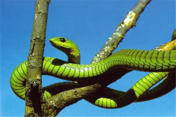 贪婪成性什么肖