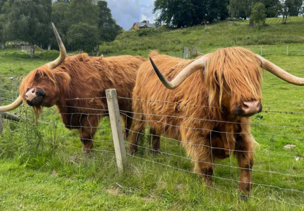 百卉含英打一准确生肖