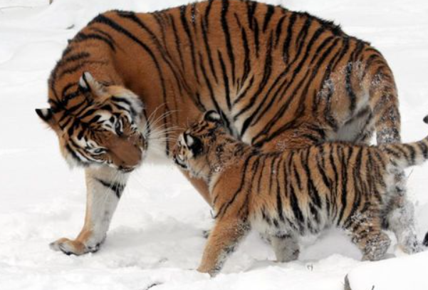 站不住脚指一正确生肖