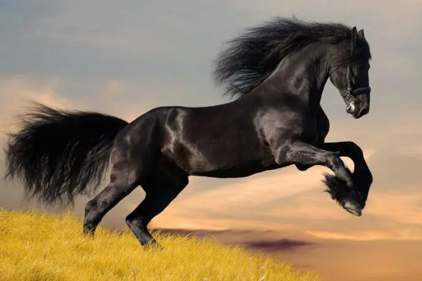 粉面含春是指什么生肖动物