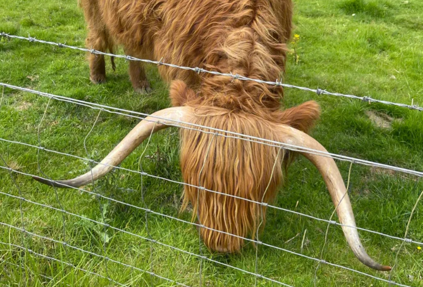 百卉含英打一准确生肖