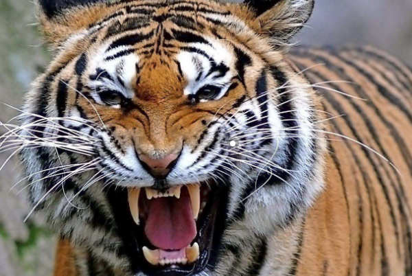 英勇善战打一生肖