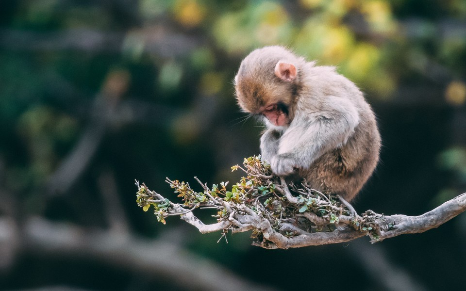 白叟黄童打一生肖动物