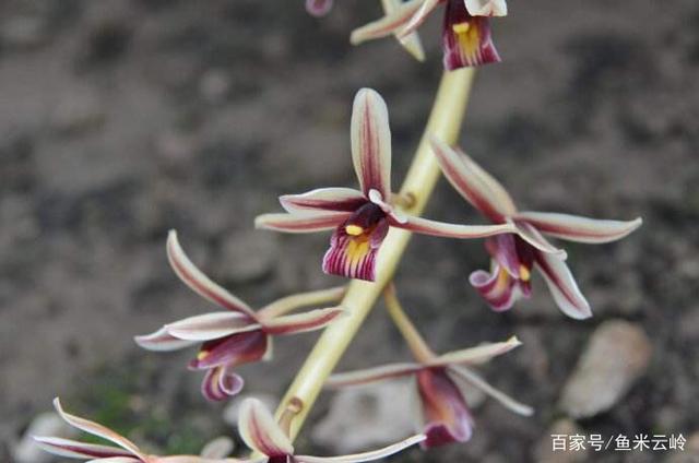 什么兰花跟蜜蜂兰相似？