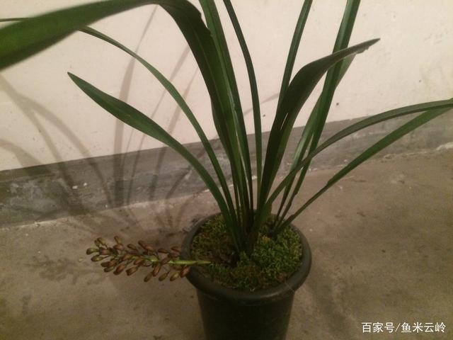 什么兰花跟蜜蜂兰相似？