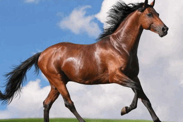 假阶救火打一个生肖