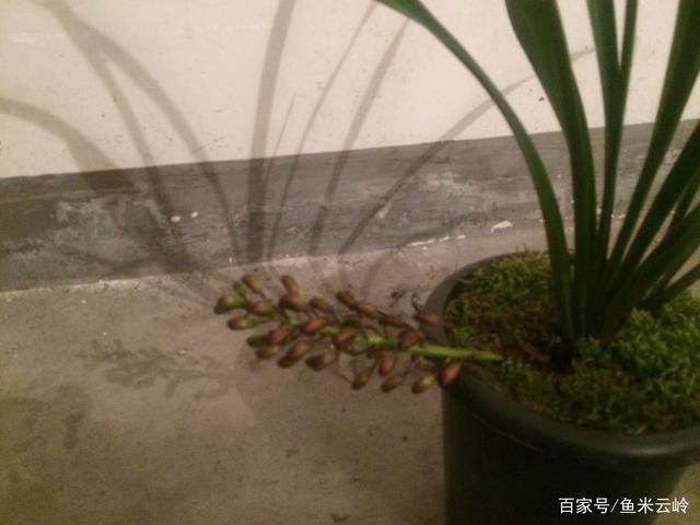 什么兰花跟蜜蜂兰相似？