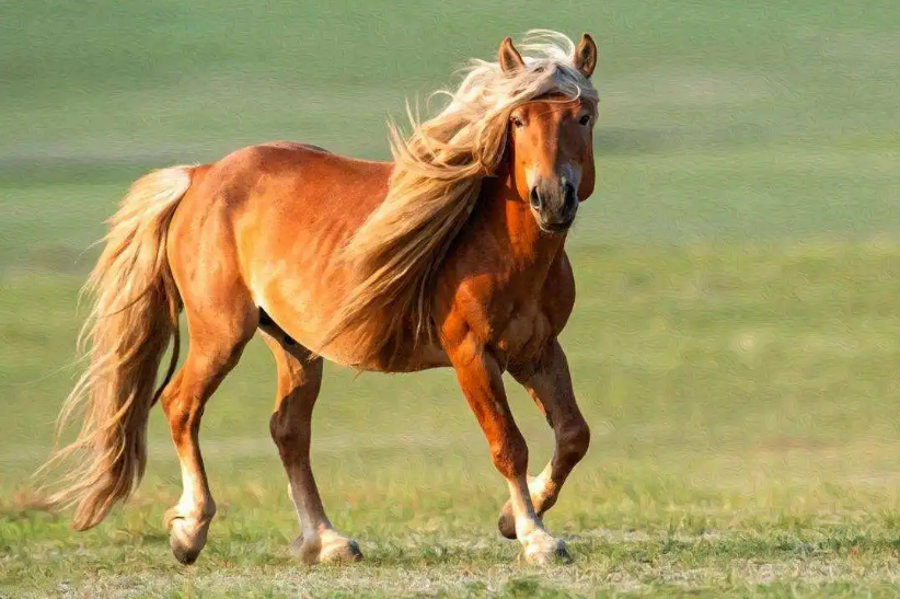 惊不择路,打一生肖