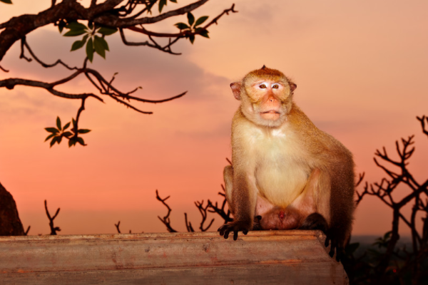 起居无时,打一生肖