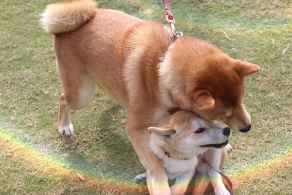 观者如山指什么动物生肖