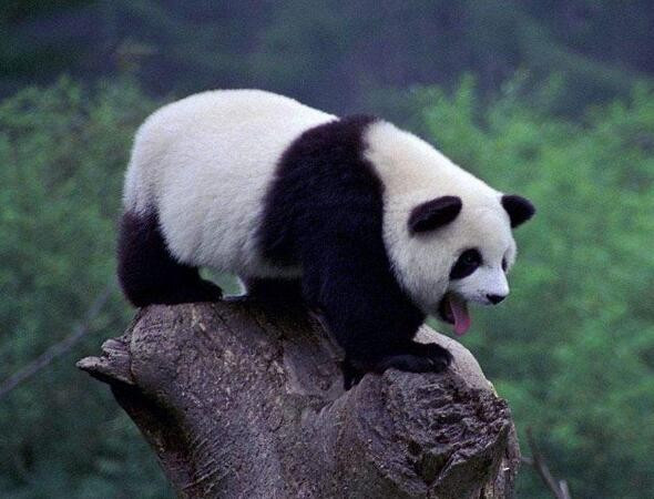 大熊猫是怎样灭绝的?