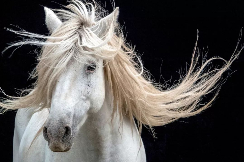 惊不择路,打一生肖