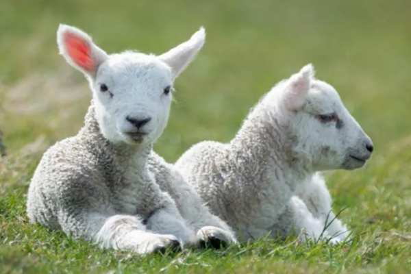 起居无时,打一生肖