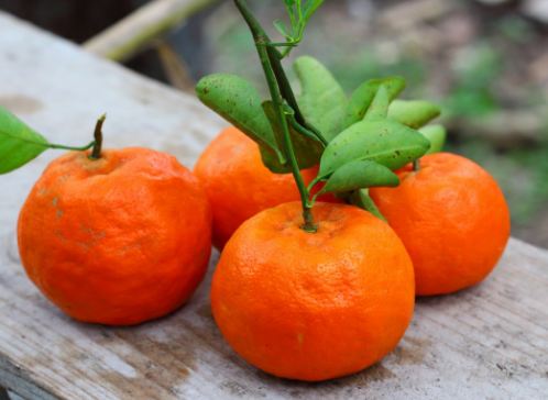 橘子在爱情中代表什么意思？