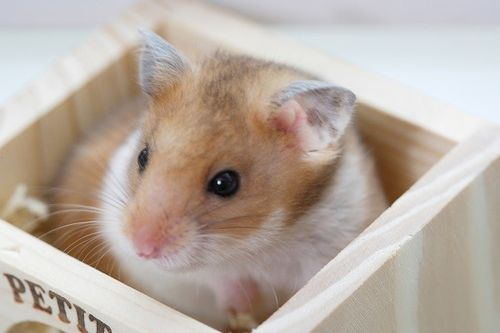 点滴为公打一生肖