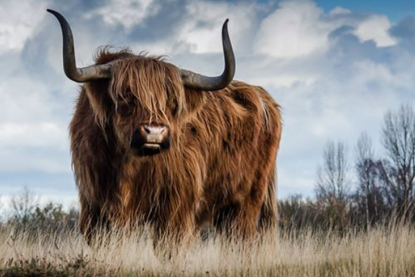 夷为平地猜一生肖动物