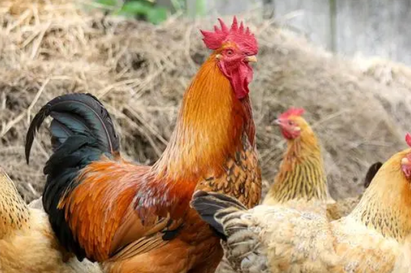 伫候佳音猜一生肖