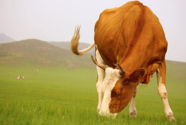 夷为平地猜一生肖动物