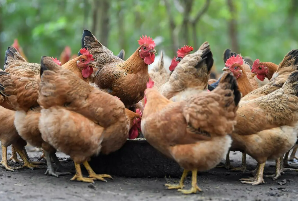 变化无方正确生肖