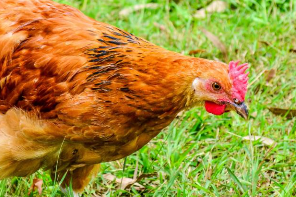 伫候佳音猜一生肖