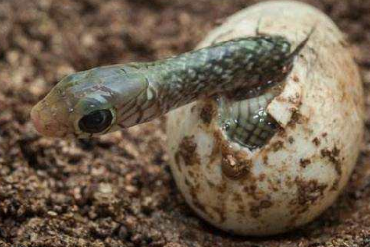 破壳而出的意思解一生肖