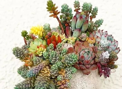 描写多肉的古文有哪些？