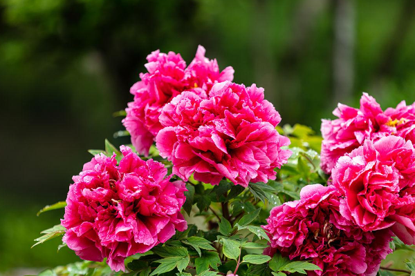 牡丹花几点钟开放(一天之内)