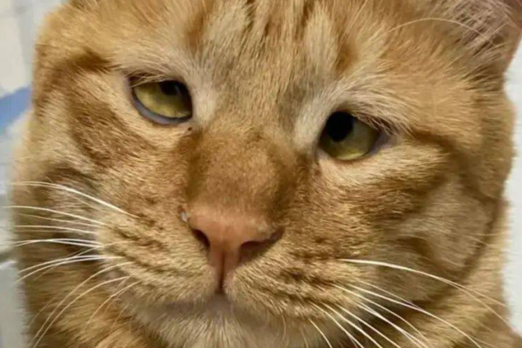 二五眼是什么意思