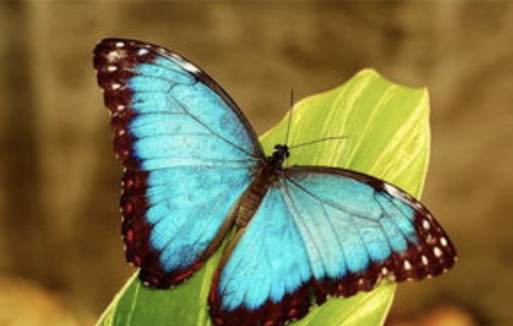 蝴蝶的外形特点和生活特征是什么？
