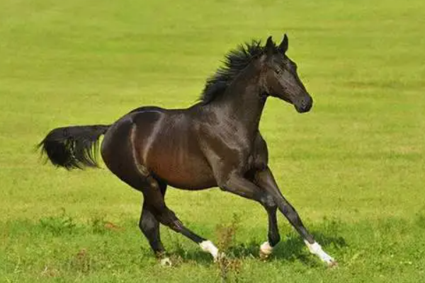 骐的寓意和象征