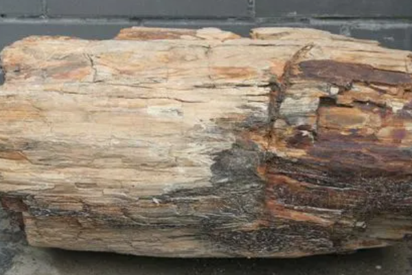 硅化木是怎样形成的