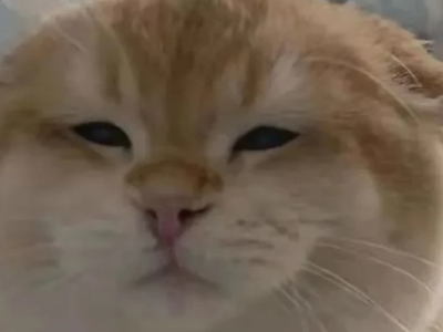 “大冤种”是什么意思？