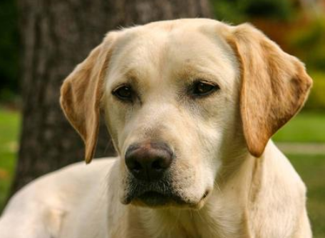 狗拿耗子下一句歇后语